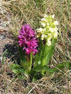 Dactylorhiza_sambucina 2.jpg